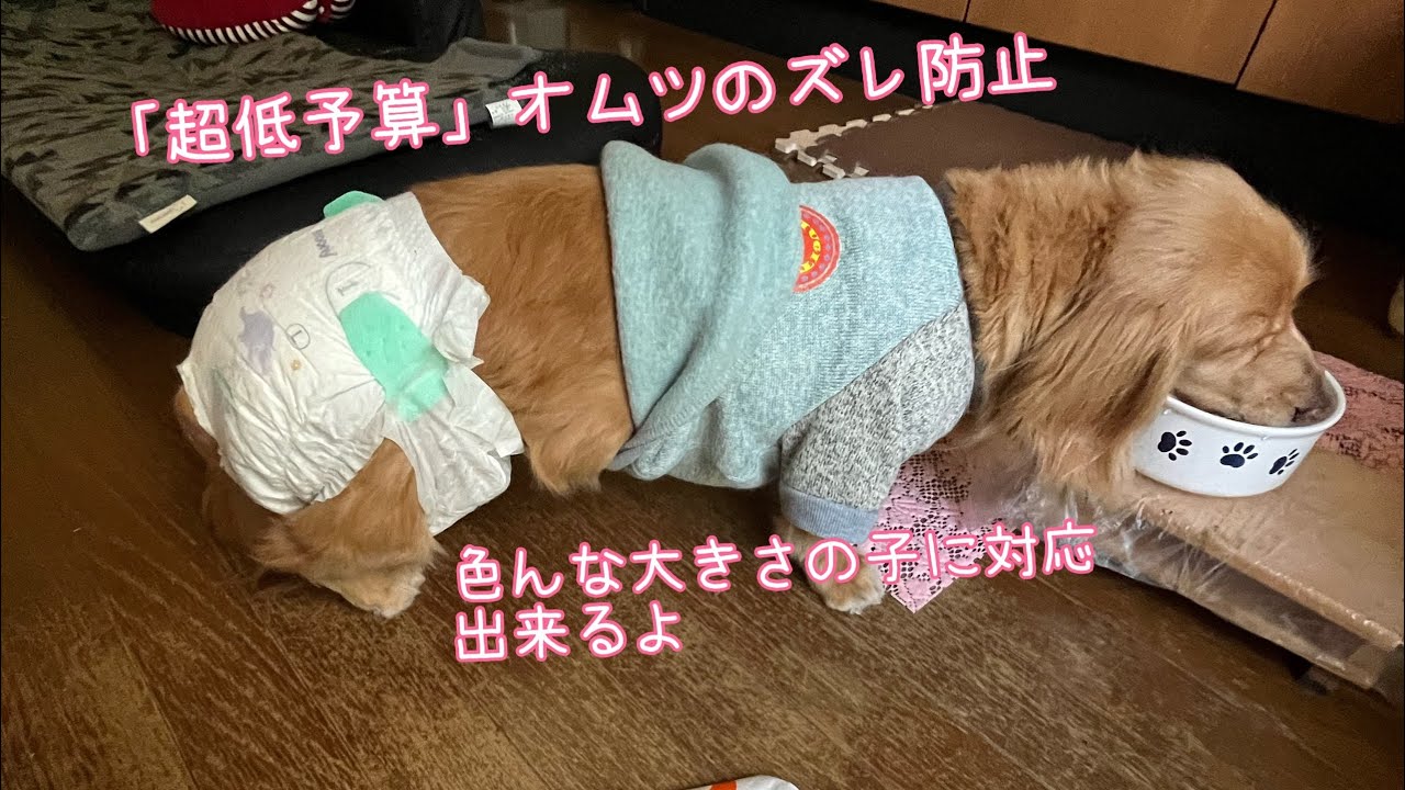「低予算」ズレにくいシニア犬のオムツの付け方です！オムツ以外の費用¥200以内👍  ショートにて修正Ver.追加あり※ダックスだけど柴犬弱の大きさ😱調整で色んな大きさの子に対応出来ると思います🐶