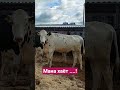 7 ойгача бугоз голштин гуножинлар. Мана хаёт!!