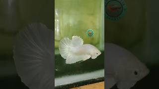 My Milky white plakat😈😍💥 #aquarium  #fishtank #betta #shorts