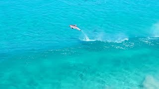 Dolphins Surfing Slow Motion 4K Drone