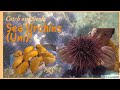 【Sea Urchin & perch】Sea urchin catch and cook & perch spearfishing: easiest uni sushi recipe ever!