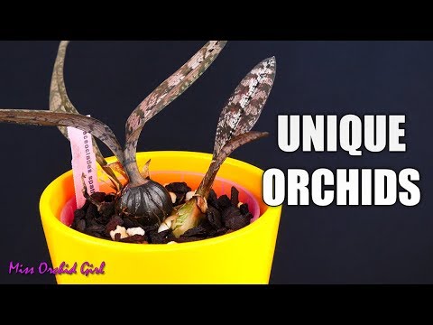 Video: Ongewone Orchideeën