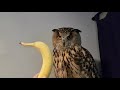 Филин Ёль и банан. Banana & Eagle Owl Yoll