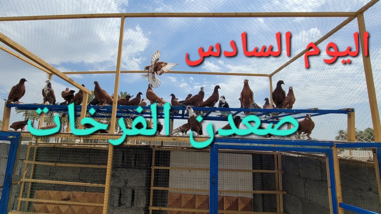 كل الافراخ صاعدات فوك /7/4/2024/💯❤️