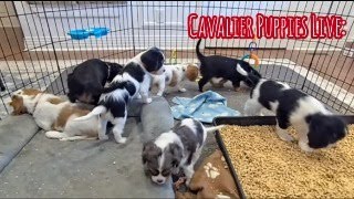 Cavalier Puppy Livestream: Myra & Remy's Puppies