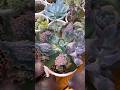 ОГРОМНЫЕ СУККУЛЕНТЫ ВЫРОСЛИ В ПОДМОСКОВЬЕ / ЭЧЕВЕРИЯ ГИГАНТ GIANT ECHEVERIA SUCCULENTS