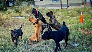 Cane Corso female trying to dominate a younger pack member