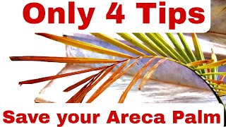 How to save areca palm from dying | Areca palm yellow leaves | Areca palm care