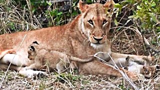 Have You Ever Heard a Lion Cub Calling It's Mother? (Turn Volume Up)