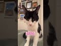 The sound my cats hear before they get attacked with kisses
