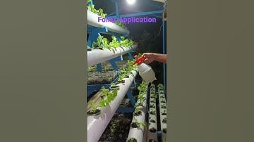 Lettuce Update: Foliar Application every Night.😍😍😍