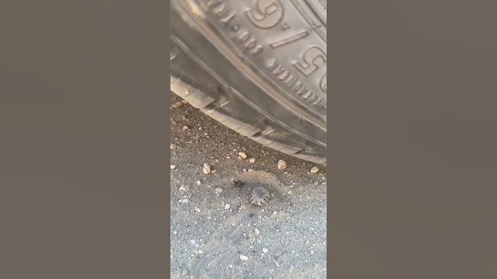 Crushing the World’s Biggest Tick with a Car #shorts