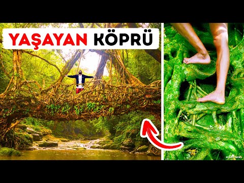 Video: Meghalaya'nın Yaşayan Kök Köprüleri: Eksiksiz Seyahat Rehberi