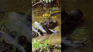 最強対決 カイマン vs アナコンダ | ナショジオ
