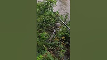 Câu Cá Tra kênh bằng Mồi Câu Cá Kể#moicaucake