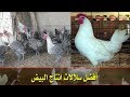 أشهرهم في مصر الفيومي والبلدي الحر  ... أفضل سلالات انتاج البيض