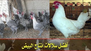 أشهرهم في مصر الفيومي والبلدي الحر  ... أفضل سلالات انتاج البيض