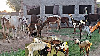 My New vlog / village vlogs/ Aj Bht Bura Huwa Dumbay ky bal katate hue kanchi lag gai / Mani Hashmi