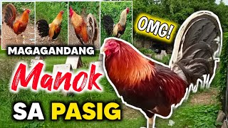 Magagandang Klase ng Manok Panabong sa Pasig | Kuya Jimz