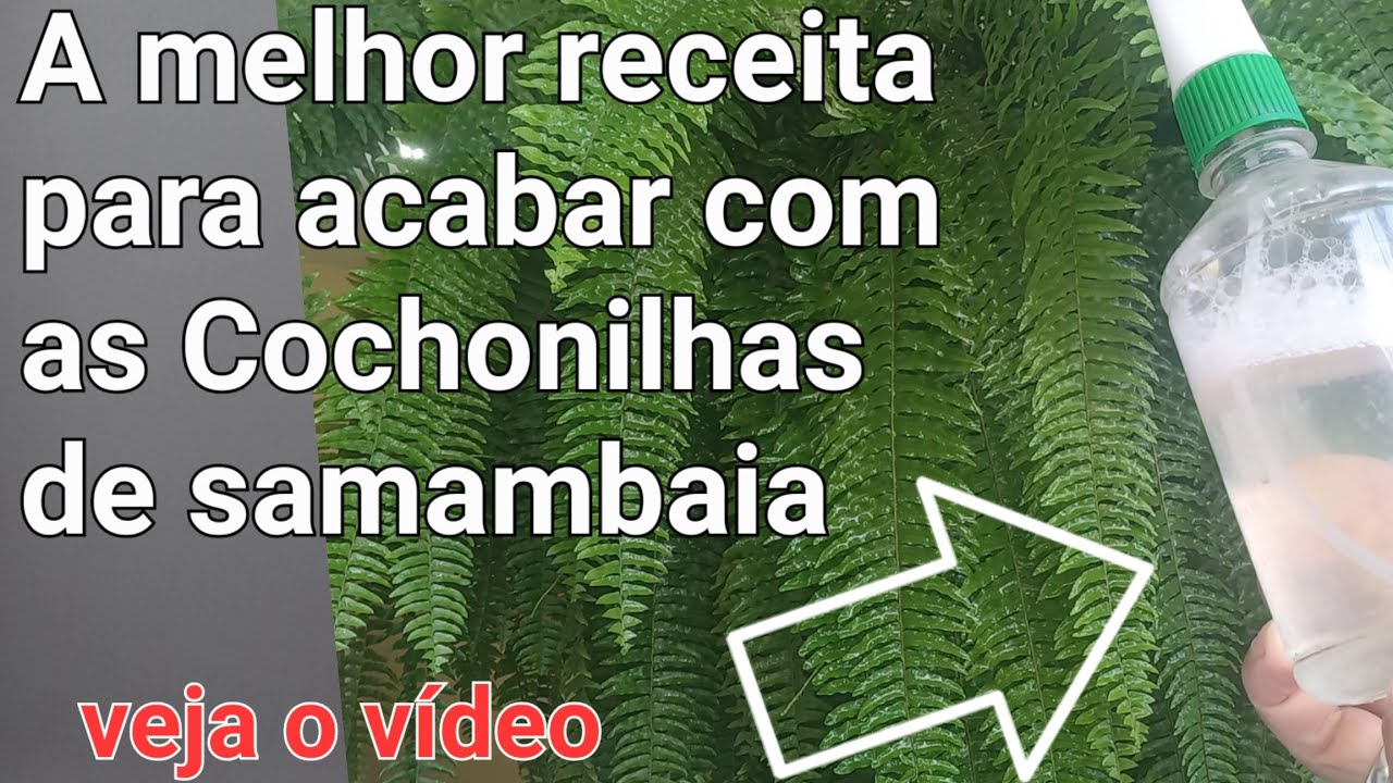 Como acabar com as Cochonilhas na samambaia