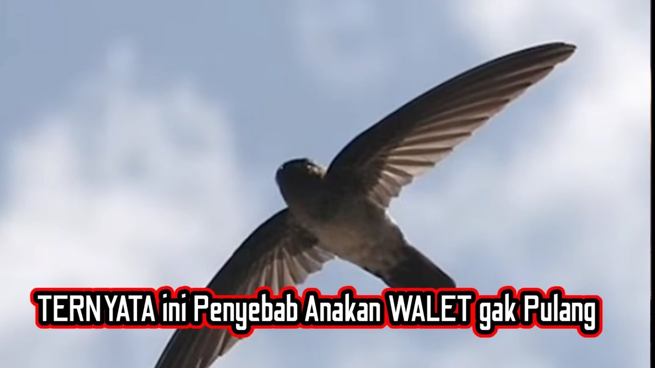 4 CARA agar Anakan Burung Walet kembali kerumah walet tempatnya Menetas ‼️