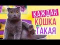 КАЖДАЯ КОШКА ТАКАЯ