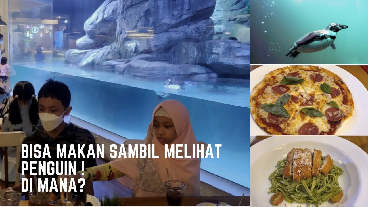 makan-sambil-ditemani-pinguin-di-pingoo-neo-soho-youtube