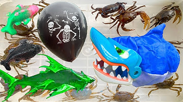 Kem Ốc Chanel review bộ đồ câu cá hàm cá mập, nhờ cá sấu cắn bộ xương, cứu con cua, con cá, cá đen.