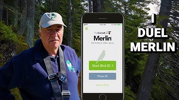 I challenge the MERLIN BIRD ID app to a duel.