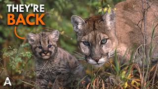 We Were Wrong About Eastern Cougars