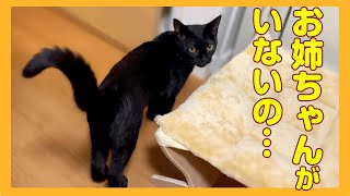 食べちゃう(黒猫) 猫の哀愁】お姉ちゃんがいなくなって寂しげに遊ぶ黒猫の背中に心
