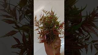 Nim pata bara 🌿 || Healthy food | #viral #food #nim pata #trending