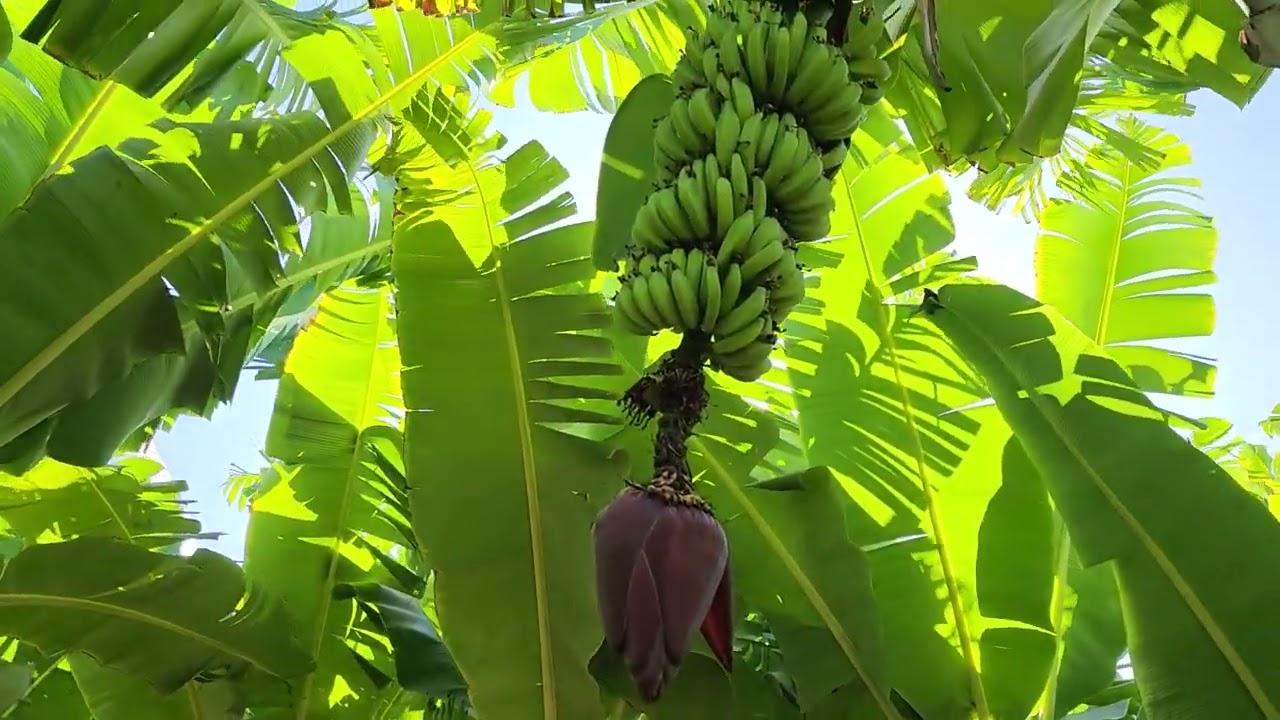 Como Fazer Poda Na Bananeira