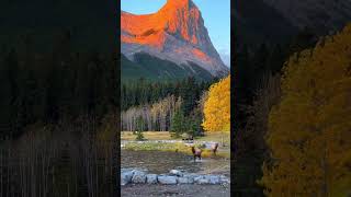 canada/relax #reels #nature #rleaxing #butiful #relaxing #meditation #butifullmanqbat #reels