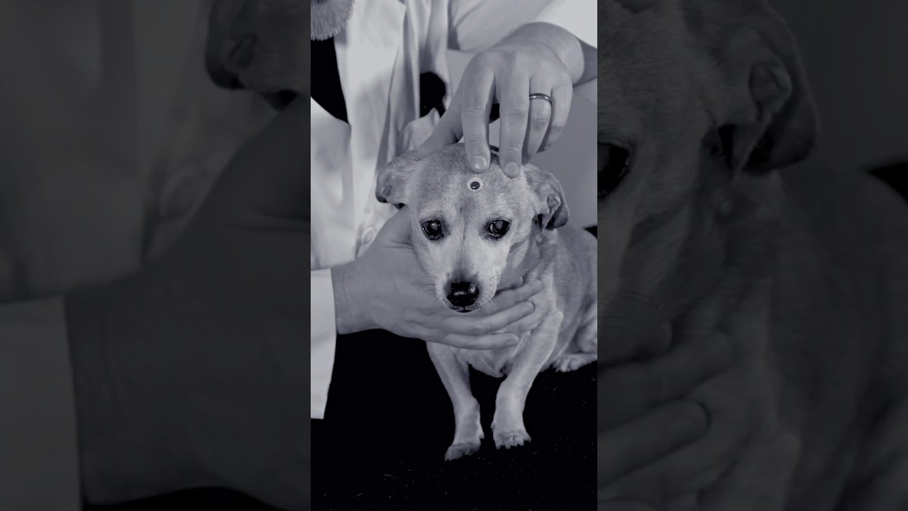 My Dog's Third Eye Problem #dog #comedy #shorts
