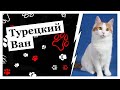 Турецкий Ван | Замурчательные истории