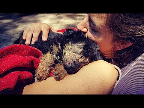 He Fell Into a Deep Sleep in His Rescuer&rsquo;s Arms After The Hard Loss He Suffered Since Birth