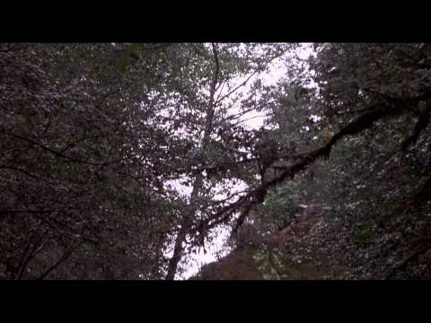 Бенджи потерялся - Трейлер