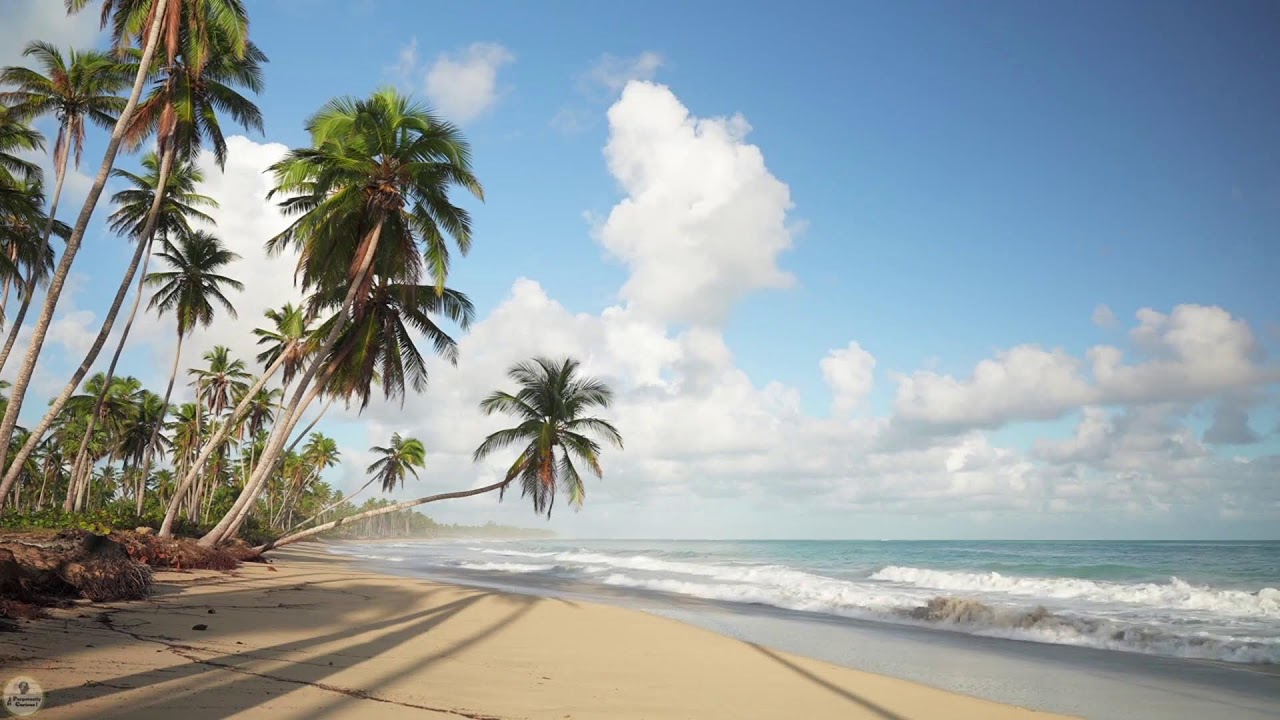 Tropical Beach Ambience | Palm Trees, Turquoise Waves & Sandy Shoreline for Calm & Focus 🌊☀️