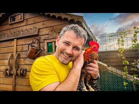 Return of the prodigal rooster. Preparing the house for winter in the summer. Country living. Vlog
