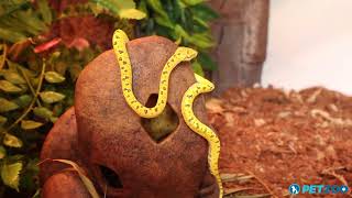 Watch a Baby Green Tree Python Use a Hiding Cave Decoration in a Reptile Terrarium