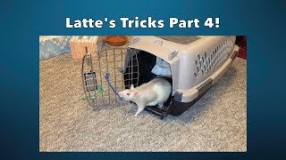 Latte's Awesome Rat Tricks - Part 4!