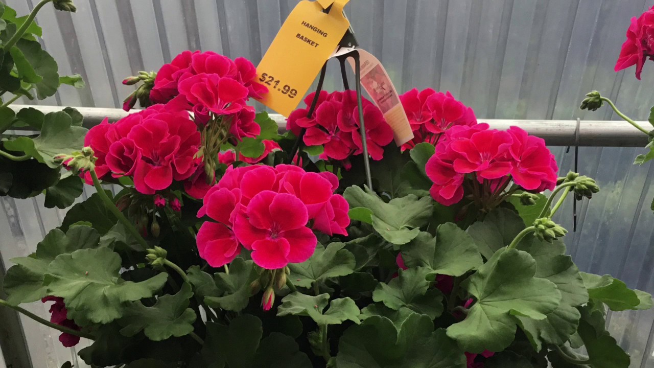 SOMERSET NURSERY ZIONSVILLE YouTube