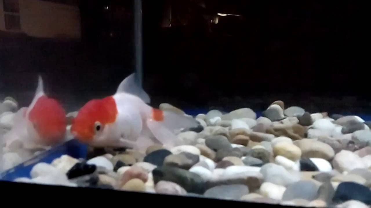 goldfish sitting at bottom of tank