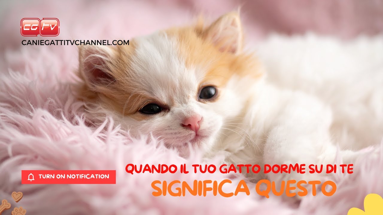 Quando il tuo gatto dorme su di te, significa questo..