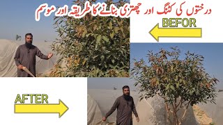 Trees pruning and shape, best time and method to prune a plant |IR FARM