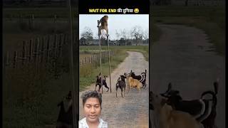 IQ Level: 200% - Smartest Monkey Ever! 😱 #shortsfeed #animals #shorts #reaction #reels