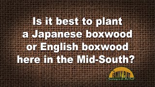 Q&A – Is it best to plant Japanese boxwood or English boxwood in the Mid-South?