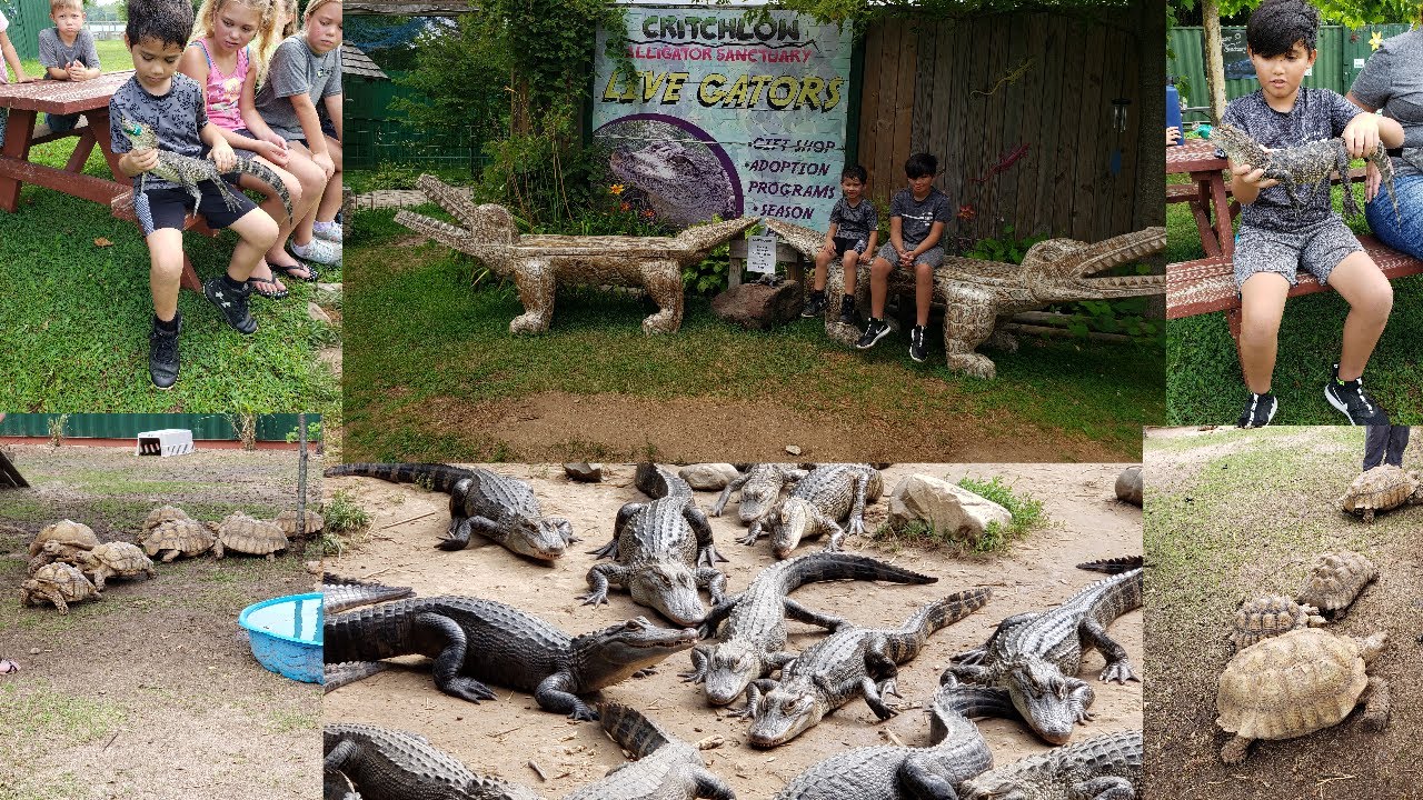 Critchlow Alligator Sanctuary (2022)