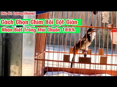 Chia Sẻ Cách Chọn Chim Chào Mào Bổi Gột Giàn – Phân Biệt Chào Mào Trống Mái Chuẩn 100%